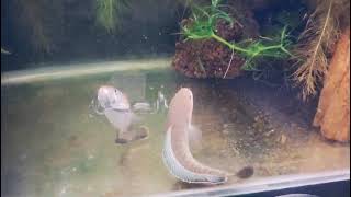 Channa Andrao Snakehead Breeding Pair [upl. by Elag326]