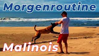 Morgenroutine und Schutzdienst mit Malinois Hund Ferien Training am Sandstrand mit Beisswurst TIPPS [upl. by Nayt]