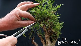 My Kubu Island Boabab Style Ming Aralia Penjing The Bonsai Zone Aug 2023 [upl. by Manchester878]