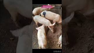 Grower White Pigs pigs largewhite landrace pig animals animalshorts animalsvideo pets india [upl. by Zorine]