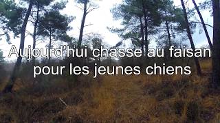 Chasse aux faisans jeune setter anglais pleins d’arrêts [upl. by Ellesij562]