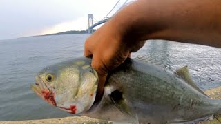 Bluefish after another Brooklyn fishing 💥🎣brooklyn bluefish nycfishing [upl. by Lime223]