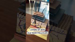 SKIN LAYERS  skincare skin skincareroutine skincaretips skinlayers hair hairstyle [upl. by Scully]