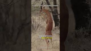 Gerenuk  The Standing Antelope [upl. by Attej]