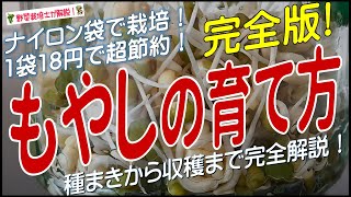 モヤシの上手な育て方（種まきから収穫までを完全解説）モヤシ栽培方法のコツとポイントが分かる！ [upl. by Eixel744]