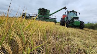 part2 da colheita do Arroz segundo plantio com a S440  top a máquina🦾🌾 [upl. by Ardeed]