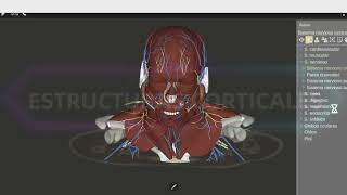 Estructuras corticales y subcorticales del cerebro [upl. by Heisel]