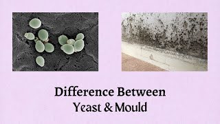 Difference Between Yeast and Mould  The Battle of the Fungi A Tale of Yeast vs Mould [upl. by Enirol]