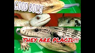 5 BlueTongued Skink Subspecies Jenis Kadal Panana Asli Indonesia [upl. by Tuinenga759]