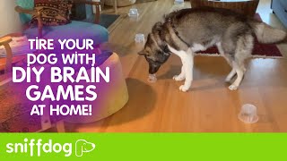 DIY Brain Games at Home to Tire Your Dog [upl. by Evy33]