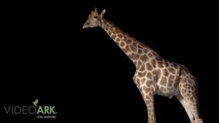 An Angolan giraffe Giraffa camelopardalis angolensis at the Lisbon Zoo in Portugal [upl. by Hjerpe]