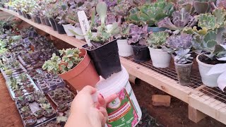 SEGREDOS dos CAULES produtivos aprenda hoje mesmo succulents [upl. by Atikaj140]