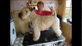 SoftCoated Wheaten Terrier trimming with clippers  Part 3 [upl. by Eirol]