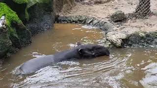 A swimming Malayan tapir [upl. by Mutz]