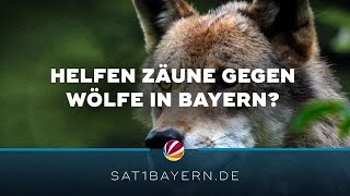 Wolf unterwegs in Bayern Können Zäune die Tiere abhalten [upl. by Naawaj19]