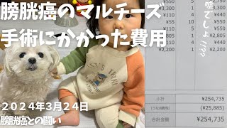 【膀胱癌】手術にかかる費用と毎月の病院代を公開。犬の膀胱部分切除手術はいくらかかる？ [upl. by Asnarepse]