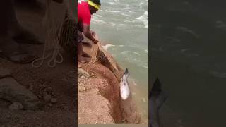 Amazing big catla fish catching [upl. by Coriss]