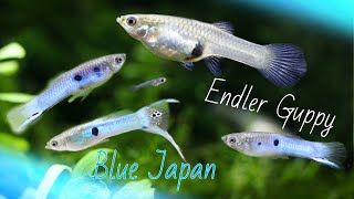 Endlers Livebearer JAPAN BLUE K Class [upl. by Varden983]