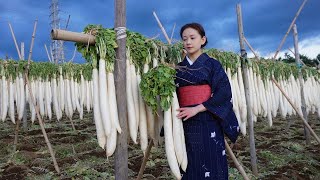 Harvesting and processing Japanese radish [upl. by Anamor]