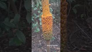 Wild Elephant Foot Yam Plant nature amorphophalluspaeoniifolius [upl. by Waddington]