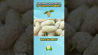 Exploring The Potential Of White Mulberry [upl. by Nobe488]