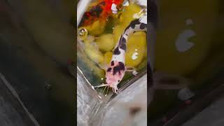 Indoor Koi carp feeding [upl. by Ellives905]