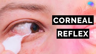 Corneal Reflex Assessment  CN V  OSCE Clip  UKMLA  CPSA [upl. by Ecila526]