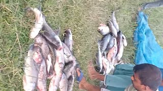 রংপুর চিকলির বিলে মাছ শিকার Rangpur water park fishing [upl. by Nivag840]