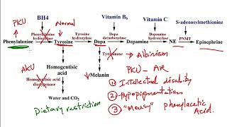 USMLE ACE Video 40 Phenylketonuria vs Alkaptonuria  Tyrosine Metabolism Pathway [upl. by Kieffer]