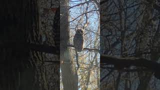 Checking out a Barred Owl along my driveway Checking me out 😄 [upl. by Naneek]