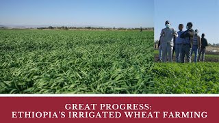 Really Great Progress Ethiopia’s Irrigated Wheat Farming  Akaki  Afar  West Shewa Zone [upl. by Noreik71]