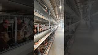 A Look Inside a Commercial Egg Laying Hen Cage  RETECH Farming chickencage poultryequipment [upl. by Turnbull]