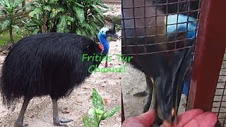 Pet Cassowary Bird Feeding Time [upl. by Aneeuqal914]