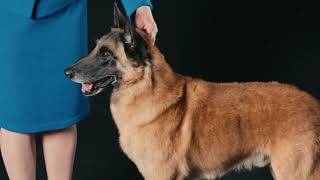 Belgian Malinois  Hands On Exam [upl. by Soigroeg]