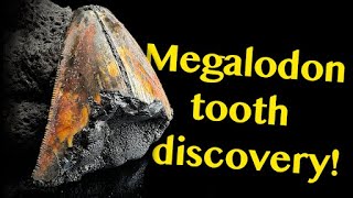 Deep Sea Megalodon Tooth Fossil Updates from the Experts  Nautilus Live [upl. by Nedearb718]