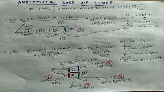 Anatomical Lobe of Liver  4  Abdomen Anatomy  TCML [upl. by Aicenaj]