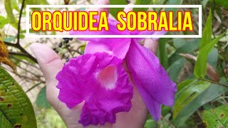 ORQUÍDEA SOBRALIA FLORACIÓN Y CUIDADOS ORQUÍDEA TERRESTRE SOBRALIA [upl. by Sadler]