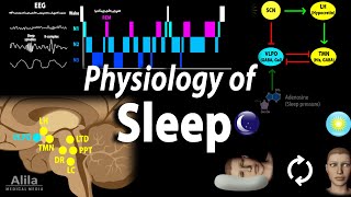 Sleep Physiology Animation [upl. by Zurek]