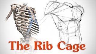 Anatomy of the Rib Cage  for Artists [upl. by Nickolas]