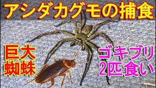 アシダカグモの捕食場面～日本最大級の巨大蜘蛛がゴキブリ2匹を同時に食べる動画Shuntsman spider～ [upl. by Clovis]