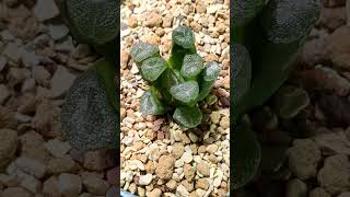 How to water Haworthia truncata var maughanii 万象多肉 haworthia wateringplants shorts [upl. by Selwyn]