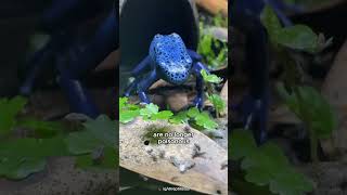 Blue Poison Dart Frogs are not Always Poisonous [upl. by Leif]