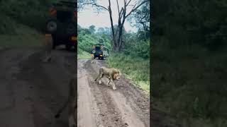 🦁🦁Masai Mara nature epic Safari destination in Kenya [upl. by Einnaj148]