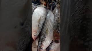 Kando kando meen kando oman seeb fishmarket [upl. by Phare132]