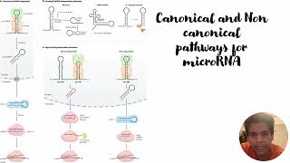 MicroRNA Biogenesis Canonical and Non Canonical Pathways Code 395 [upl. by Patty128]