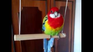 My Rosella parrot [upl. by Ymma164]