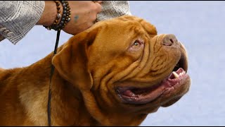 Dogue de Bordeaux in a dog show [upl. by Anirec]