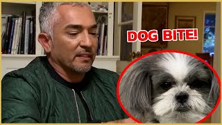 How To Create Boundaries with Your Dogs  Cesar911 [upl. by Aenotna]