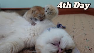 NEWBORN Kittens ONLY 4 Days Old [upl. by Ikir]