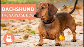 DACHSHUND  The Sausage Dog [upl. by Besnard367]